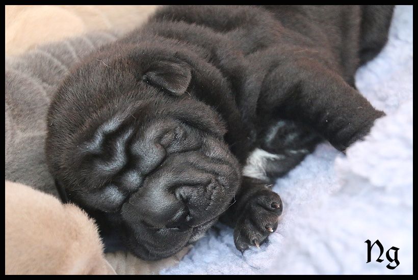 du Nuorilang - Chiot disponible  - Shar Pei