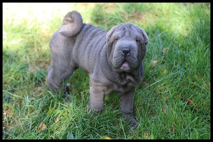 du Nuorilang - Chiot disponible  - Shar Pei