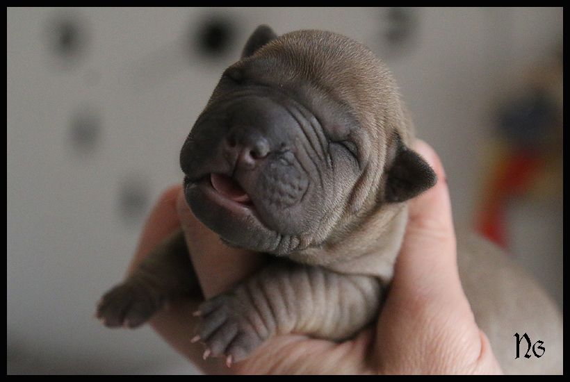 du Nuorilang - Chiot disponible  - Shar Pei