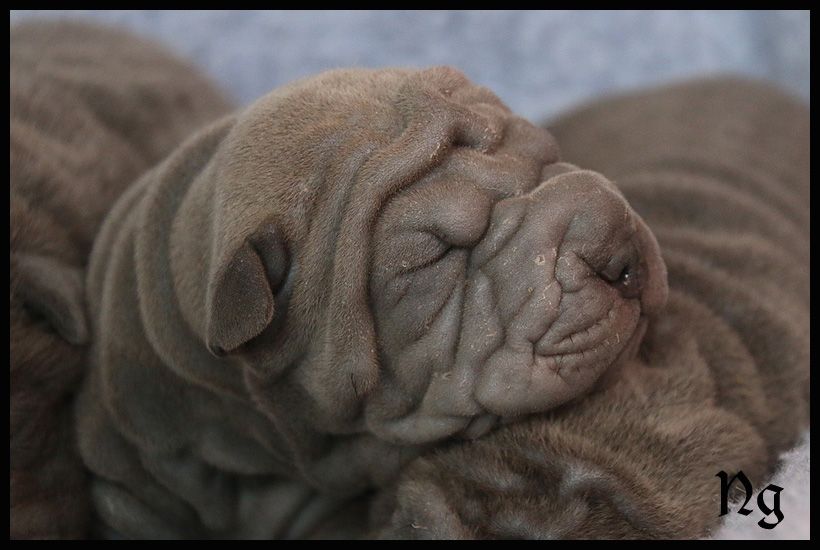 du Nuorilang - Chiot disponible  - Shar Pei