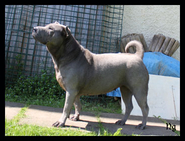 Carbone (Sans Affixe)