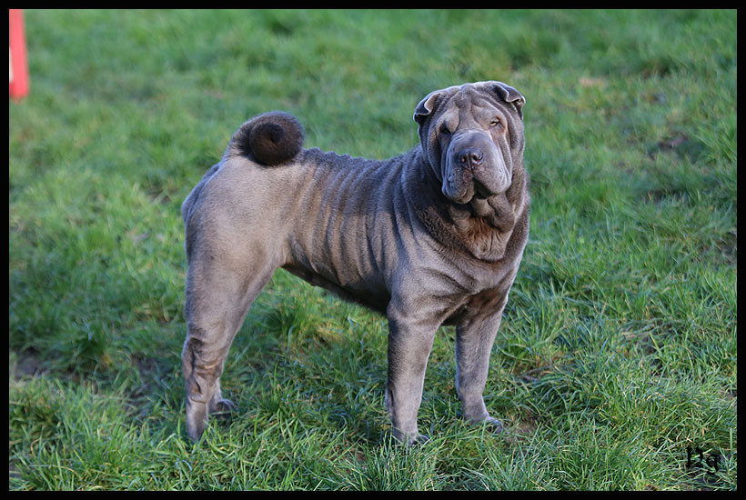 Tresor ile magique coco du Nuorilang