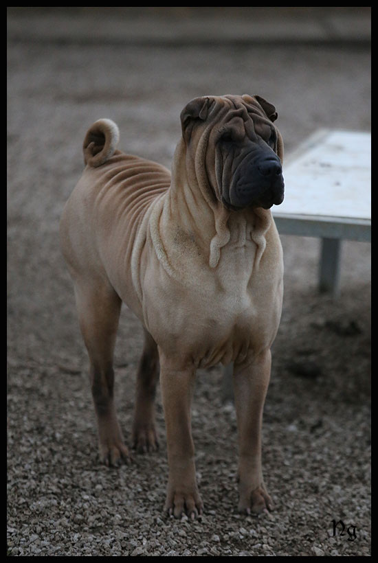 Anana zing zing du Nuorilang