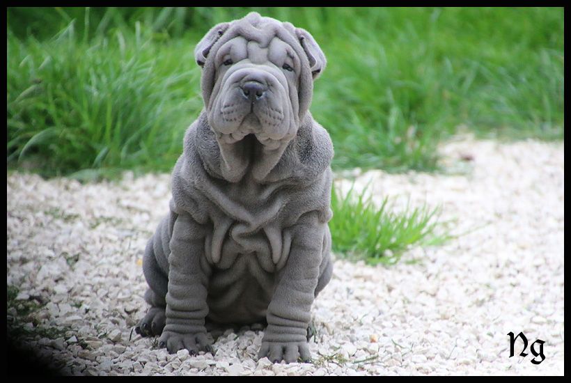 du Nuorilang - Chiots disponibles - Shar Pei