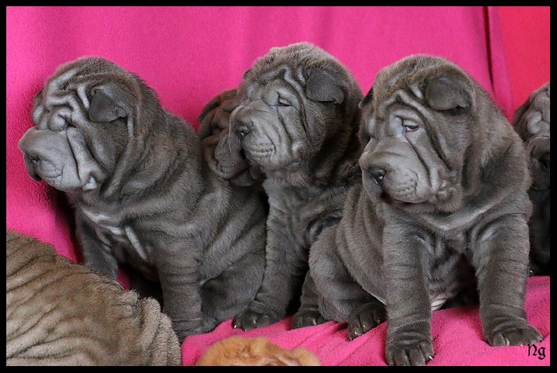 Chiot Shar Pei du Nuorilang