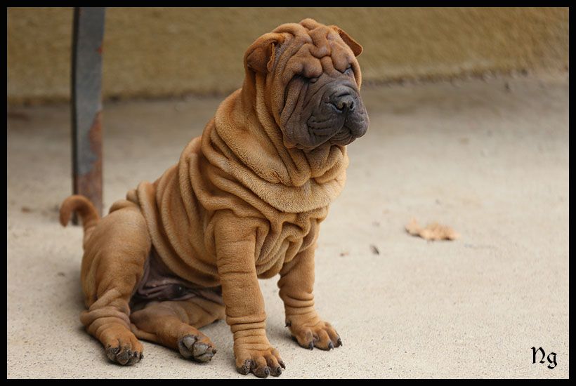 du Nuorilang - Chiots disponibles - Shar Pei