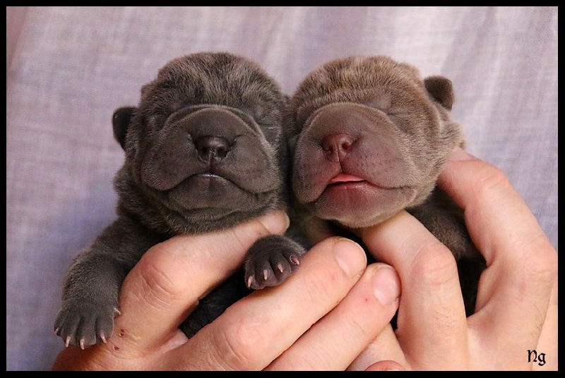 Chiot Shar Pei du Nuorilang