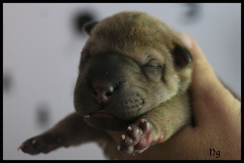 du Nuorilang - Chiots disponibles - Shar Pei