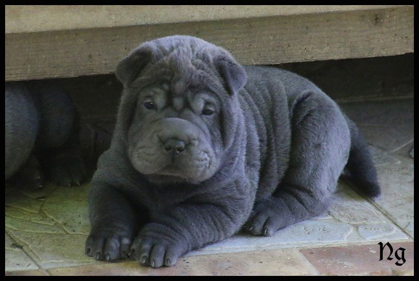 du Nuorilang - Chiots disponibles - Shar Pei