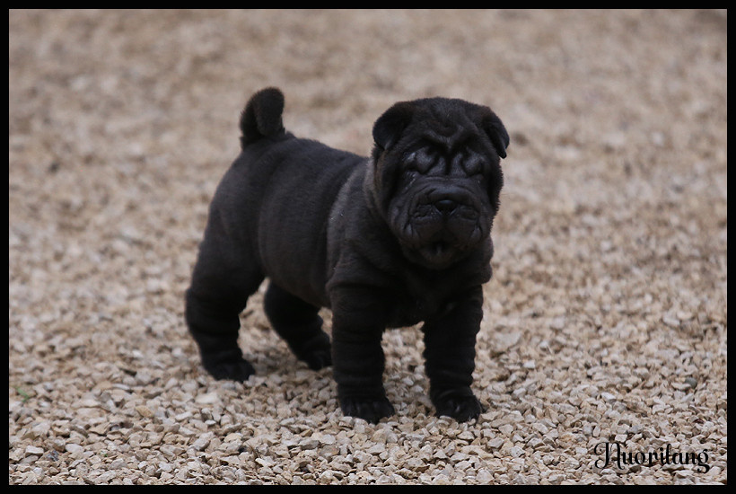 du Nuorilang - Chiots disponibles - Shar Pei