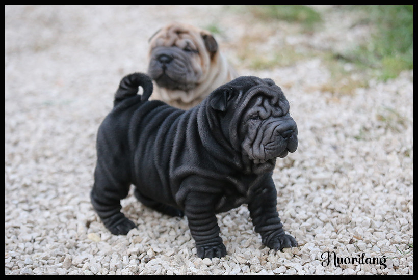 du Nuorilang - Chiots disponibles - Shar Pei