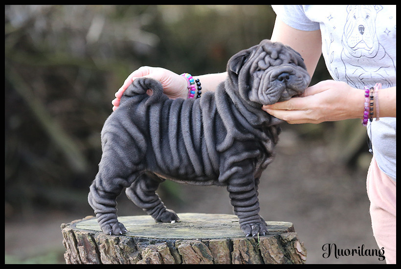 du Nuorilang - Chiots disponibles - Shar Pei