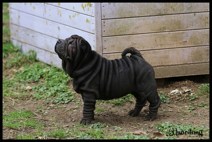 du Nuorilang - Chiots disponibles - Shar Pei