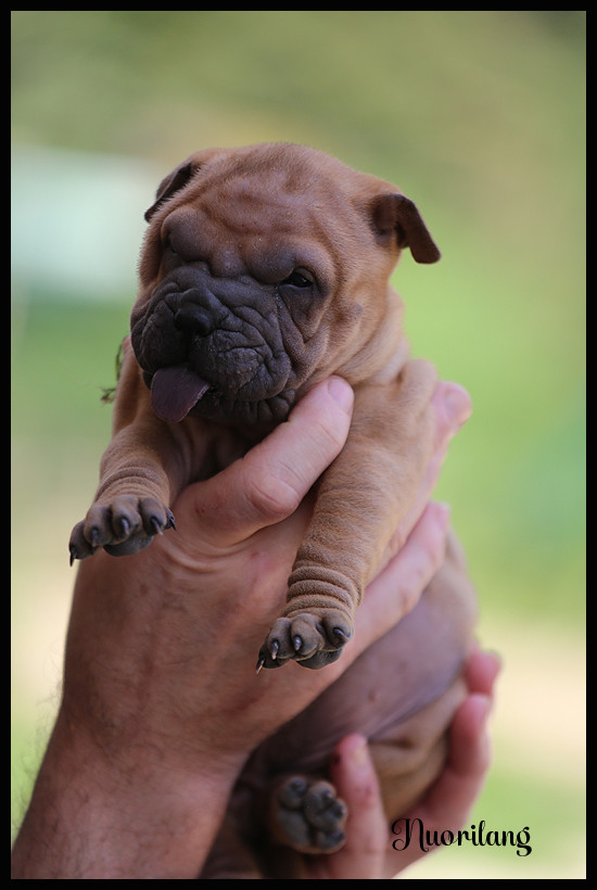 du Nuorilang - Shar Pei - Portée née le 26/02/2026