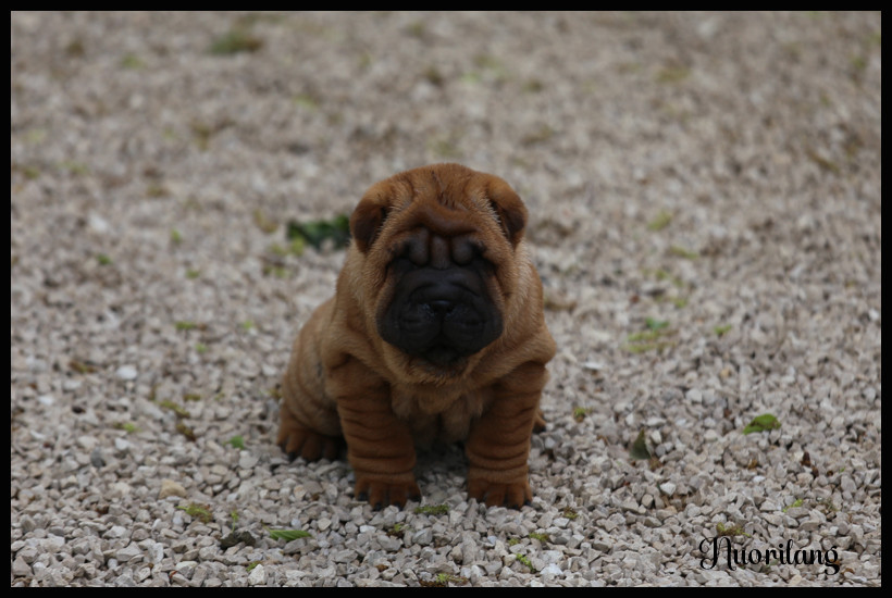 du Nuorilang - Chiots disponibles - Shar Pei