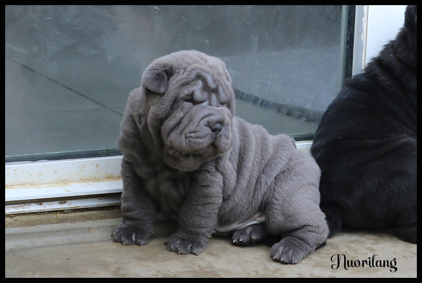 du Nuorilang - Shar Pei - Portée née le 01/04/2026