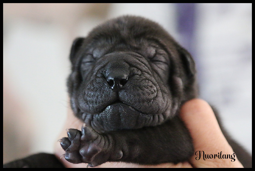 du Nuorilang - Chiots disponibles - Shar Pei