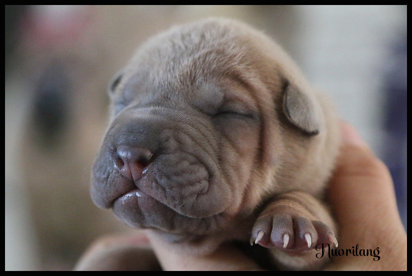 du Nuorilang - Chiots disponibles - Shar Pei