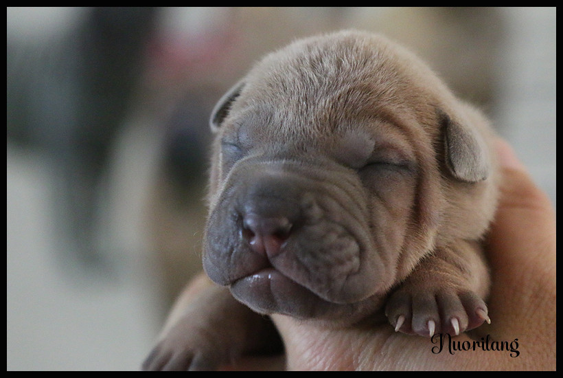 du Nuorilang - Chiots disponibles - Shar Pei