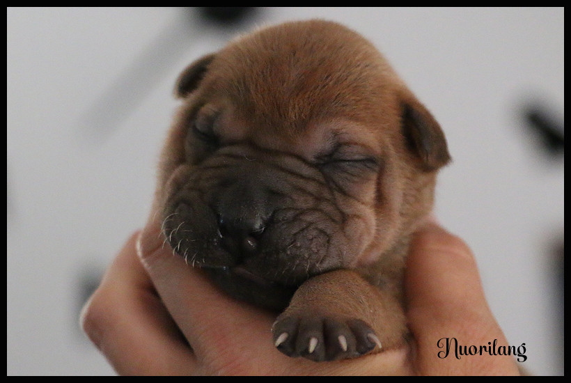 du Nuorilang - Chiots disponibles - Shar Pei
