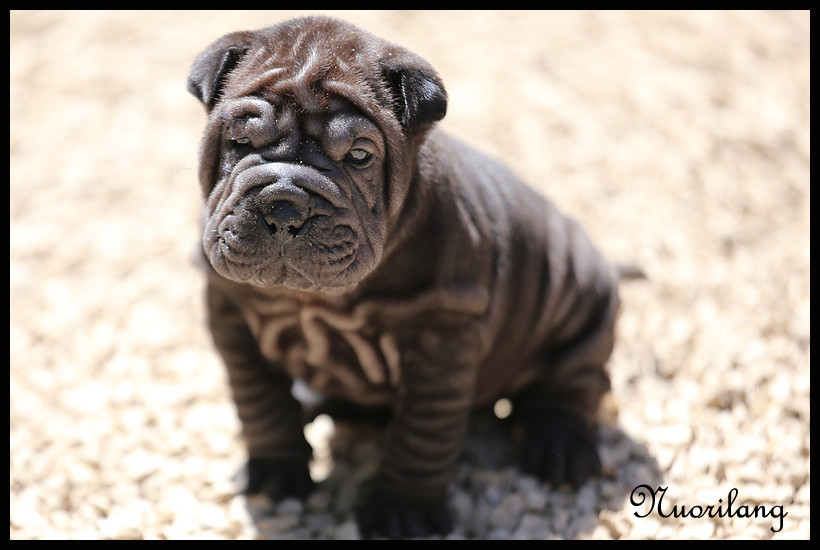 du Nuorilang - Chiots disponibles - Shar Pei