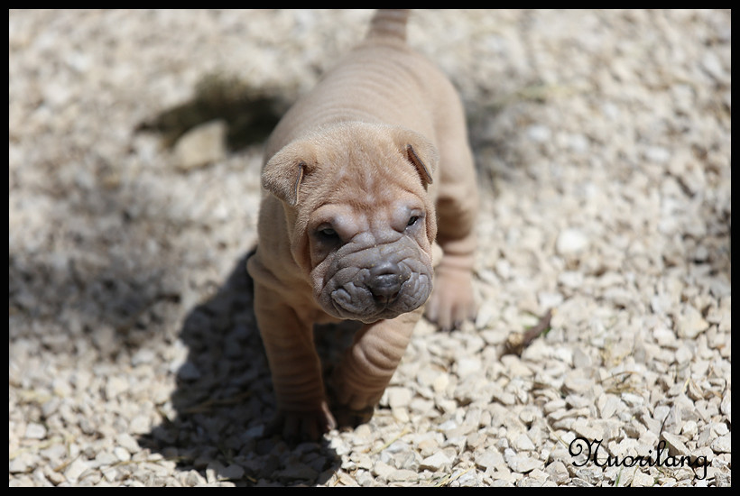 du Nuorilang - Chiots disponibles - Shar Pei