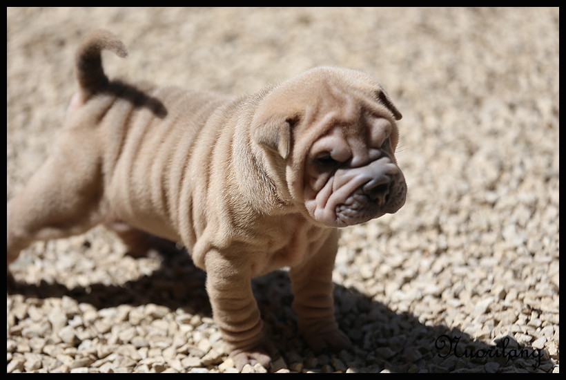 du Nuorilang - Chiots disponibles - Shar Pei