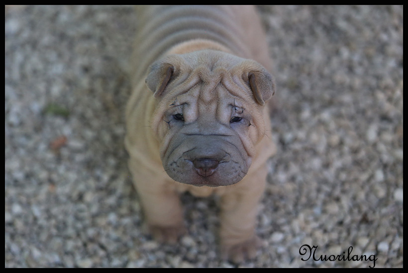 du Nuorilang - Chiots disponibles - Shar Pei
