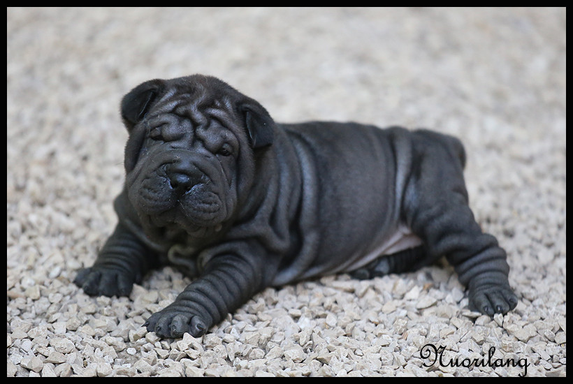 du Nuorilang - Chiots disponibles - Shar Pei