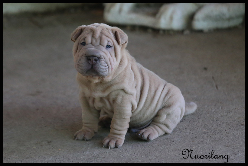 du Nuorilang - Chiots disponibles - Shar Pei
