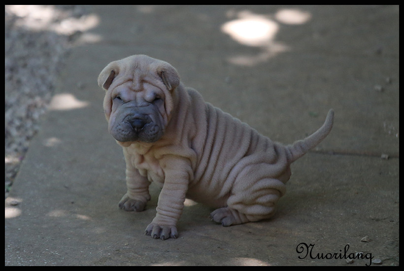 du Nuorilang - Chiots disponibles - Shar Pei