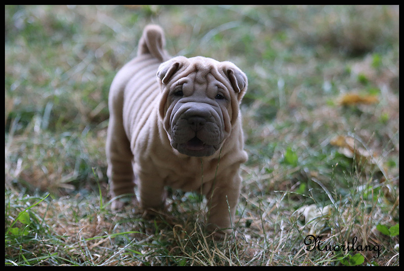 du Nuorilang - Chiots disponibles - Shar Pei