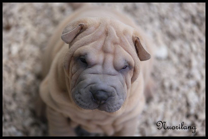 du Nuorilang - Chiots disponibles - Shar Pei