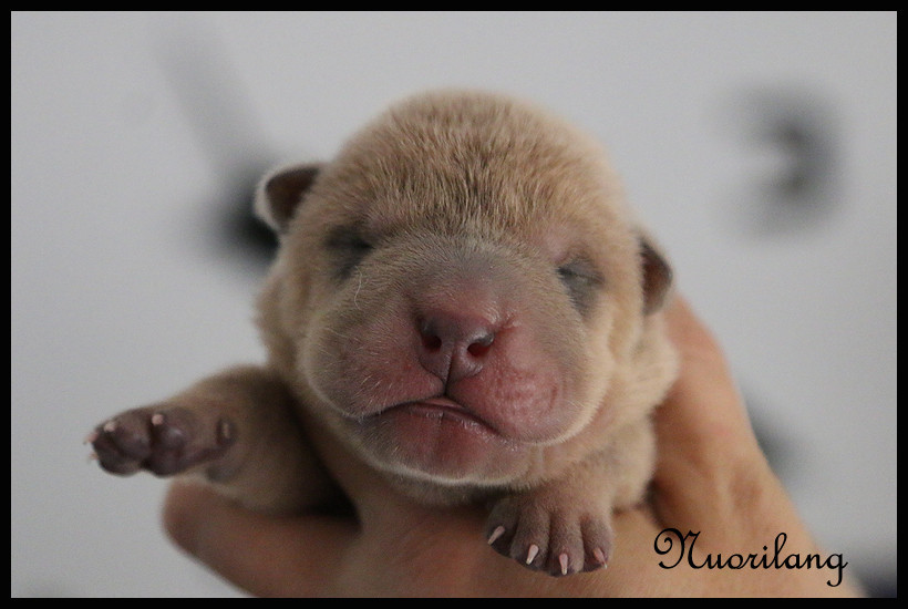 du Nuorilang - Chiots disponibles - Shar Pei