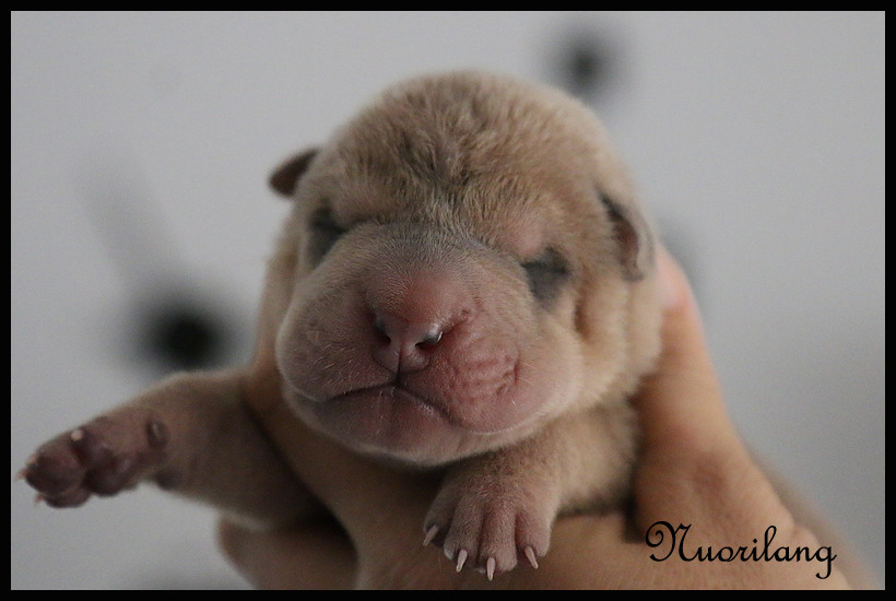 du Nuorilang - Chiots disponibles - Shar Pei