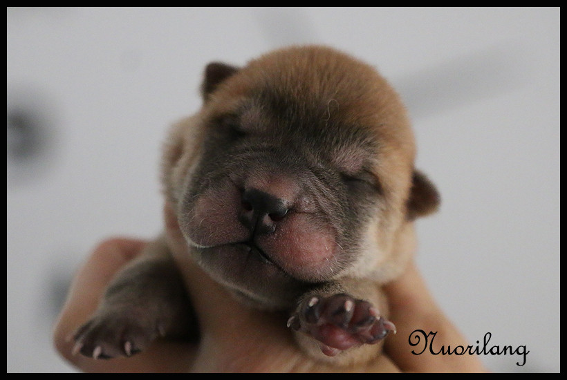 du Nuorilang - Chiots disponibles - Shar Pei