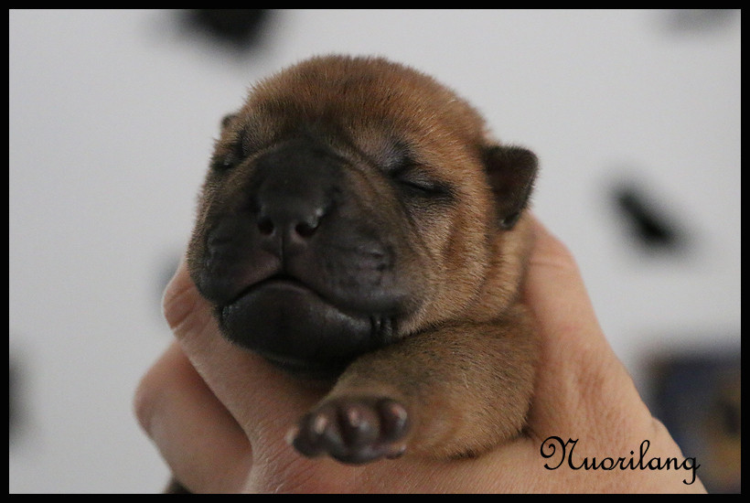 du Nuorilang - Chiots disponibles - Shar Pei