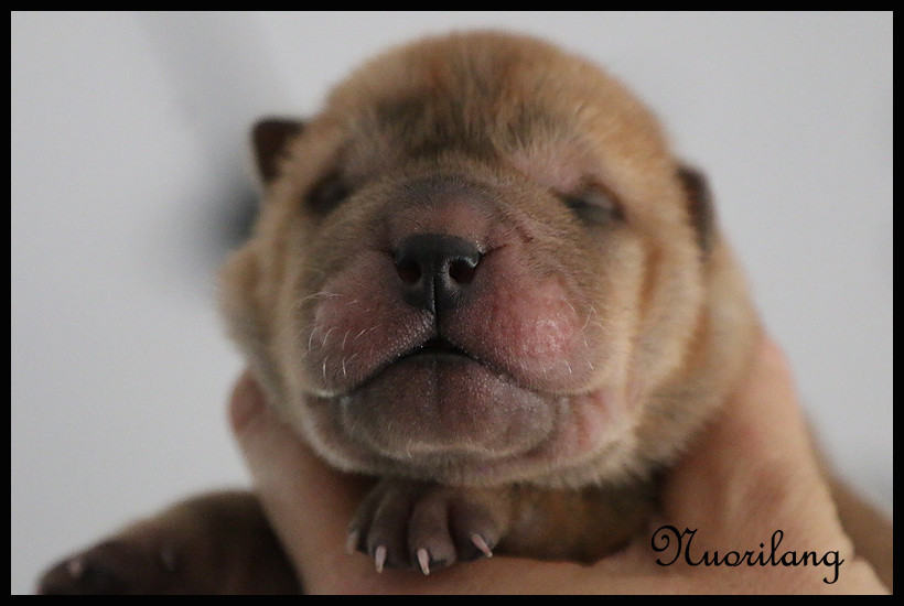 du Nuorilang - Chiots disponibles - Shar Pei