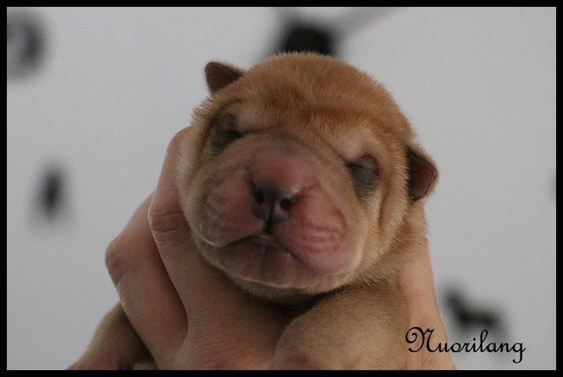 du Nuorilang - Chiots disponibles - Shar Pei