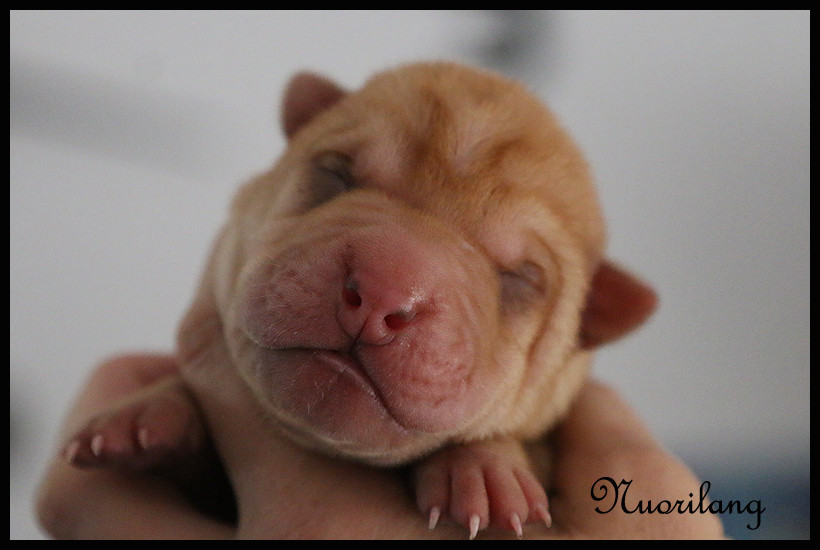 du Nuorilang - Chiots disponibles - Shar Pei