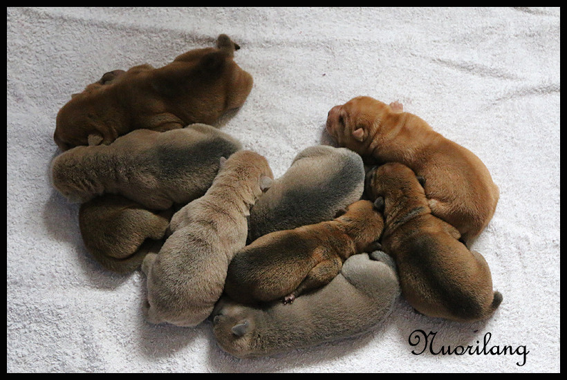 Chiot Shar Pei du Nuorilang