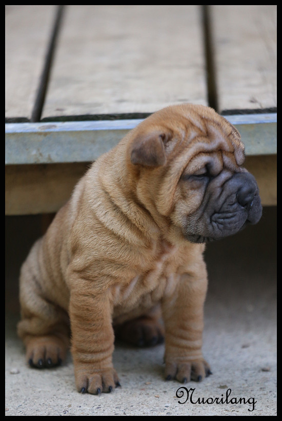 du Nuorilang - Chiots disponibles - Shar Pei