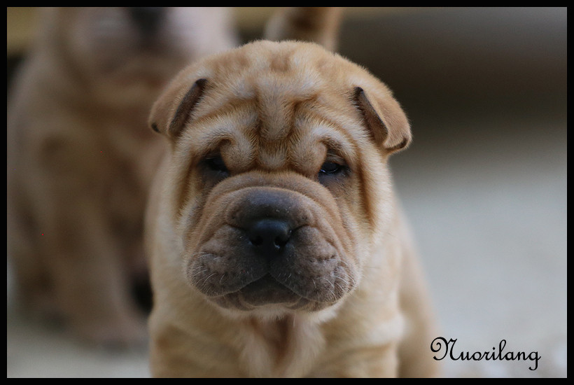 du Nuorilang - Chiots disponibles - Shar Pei