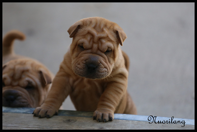 du Nuorilang - Chiots disponibles - Shar Pei