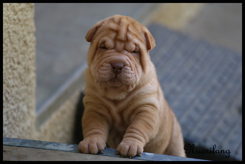 du Nuorilang - Chiots disponibles - Shar Pei