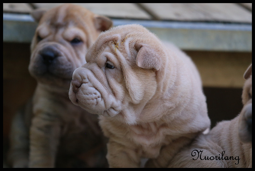 du Nuorilang - Chiots disponibles - Shar Pei