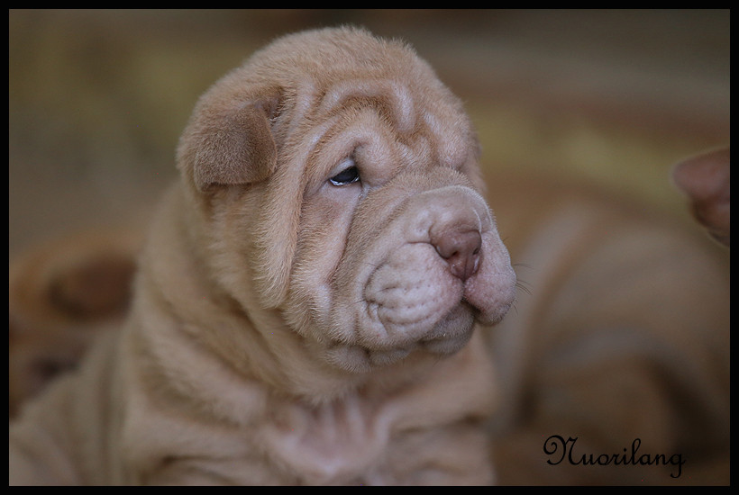 du Nuorilang - Chiots disponibles - Shar Pei