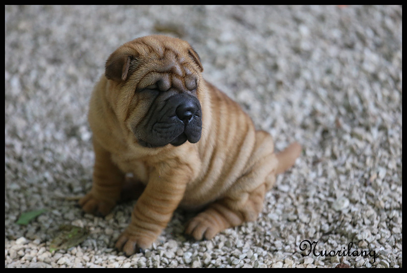du Nuorilang - Chiots disponibles - Shar Pei