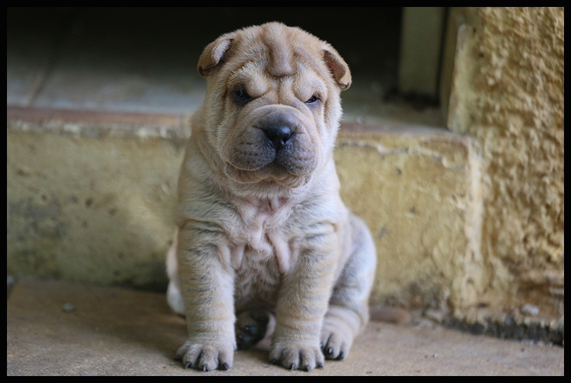 du Nuorilang - Chiots disponibles - Shar Pei