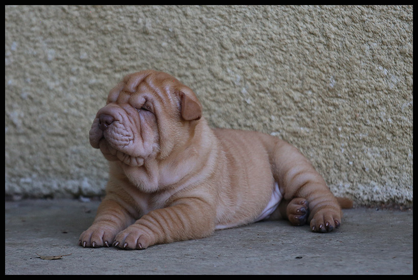 du Nuorilang - Chiots disponibles - Shar Pei